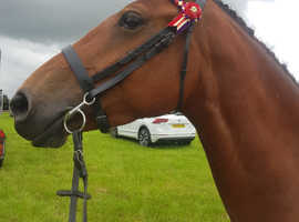 Cracking 4 year old 14.3hh mare!!