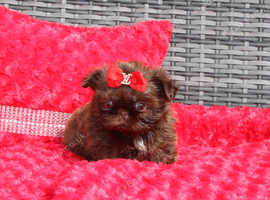 Beautiful true imperial shih tzu