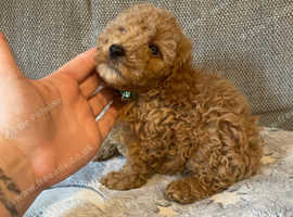 Beautiful cockapoo puppies