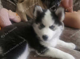 Gorgeous blue eyed husky girl puppy