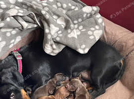 Miniature Dachshunds for sale