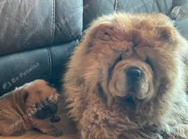 Chow chow puppy