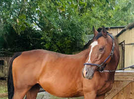 Gelding happy hacker project