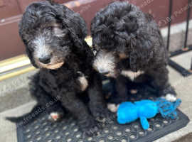 Sheepadoodle puppies (Doodles) old English sheepdog x poodle pups