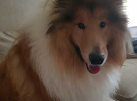 Beautiful Loving Rough Collie for sale