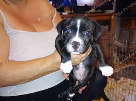 Staffordshire bull terrier for sale sales north east