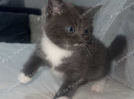 Two kittens