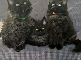 3 male Laperm Cross Kittens left