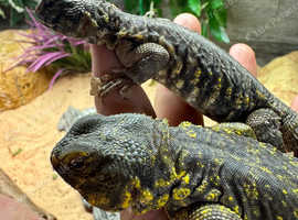 Geyri Uromastyx (Pair) unrelated.