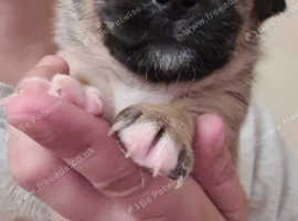 Beautiful Jug Puppies - ONLY 3 GIRLS LEFT!