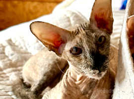 Pedigree Peterbald, Aaliyah Aurora, aka Allie. 2 yrs young. Only cat home needed