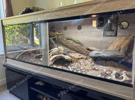 Healthy Bearded Dragon with Bioactive Vivarium & Equipment