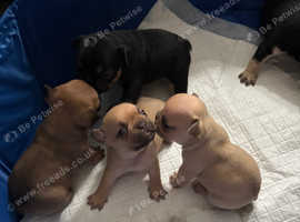 French bulldogs
