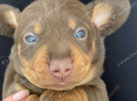 Chocolate and tan dachshund