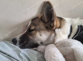 Beautiful purebred Akita girl