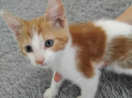Last boy ginger and white kitten