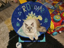 Female ragdoll x siberian cat