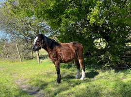 Registered Welsh