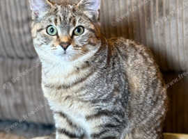 Beautiful tabby silver girl