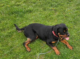 Bella 15 months