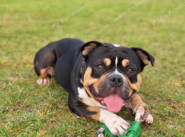 Micro bully puppies for sale store near me