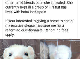 Rescue ferrets for adoption