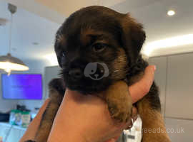 Border Terrier KC for sale