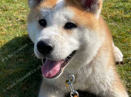 Japanese Akita 6 Months Old Looking For Forever Home in Calstock PL18