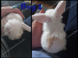 Gorgeous mini lop babies