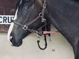 15.1hh 3 year old