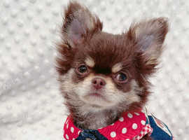 Beautiful long haired chihuahua boys