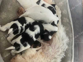 Beautiful Biewer terrier puppies for sale