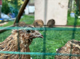 Live Jumbo quail males £4 each for collection only.  Eggs £4 per dozen.