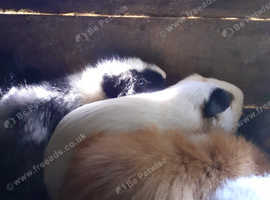 Adult female  guinea pigs for sale