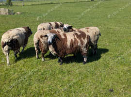 Spotted Dutch Texel Tups