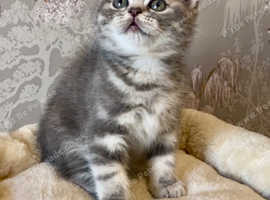 1 BEAUTIFUL BOY AVAILABLE TICA CHAMPION LINES