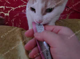 Kiten