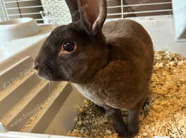 Rex rabbit for sale