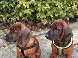 Bavarian mountain hound pupps