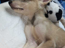 6 months old Northern inuit x agouti husky puppy