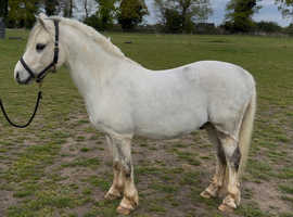 super 13 year old 12hh first ridden