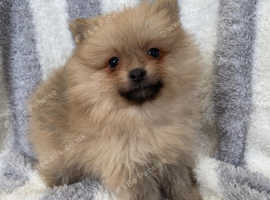 Beautiful litter Pomeranian puppies