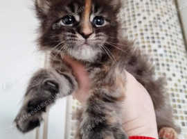 Girl Maine Coon Kitten