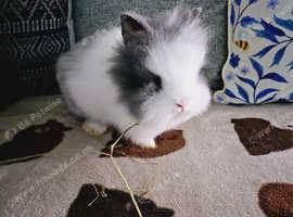 Lionhead bunnies for hot sale adoption near me