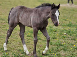 Stunning filly foal welsh D