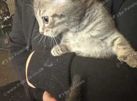 2 left from a litter of 5