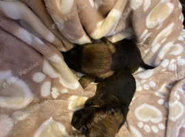 Border terrier puppies