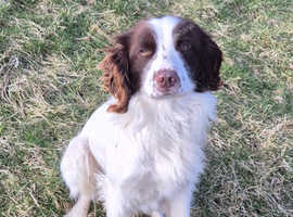 English Springer Spaniel dog for sale