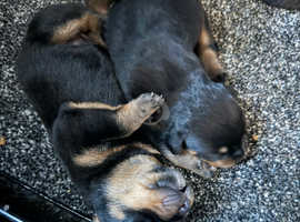 Long haired hotsell rottweiler for sale