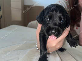 Dalmatian X Sprocker (Sprockermatian)